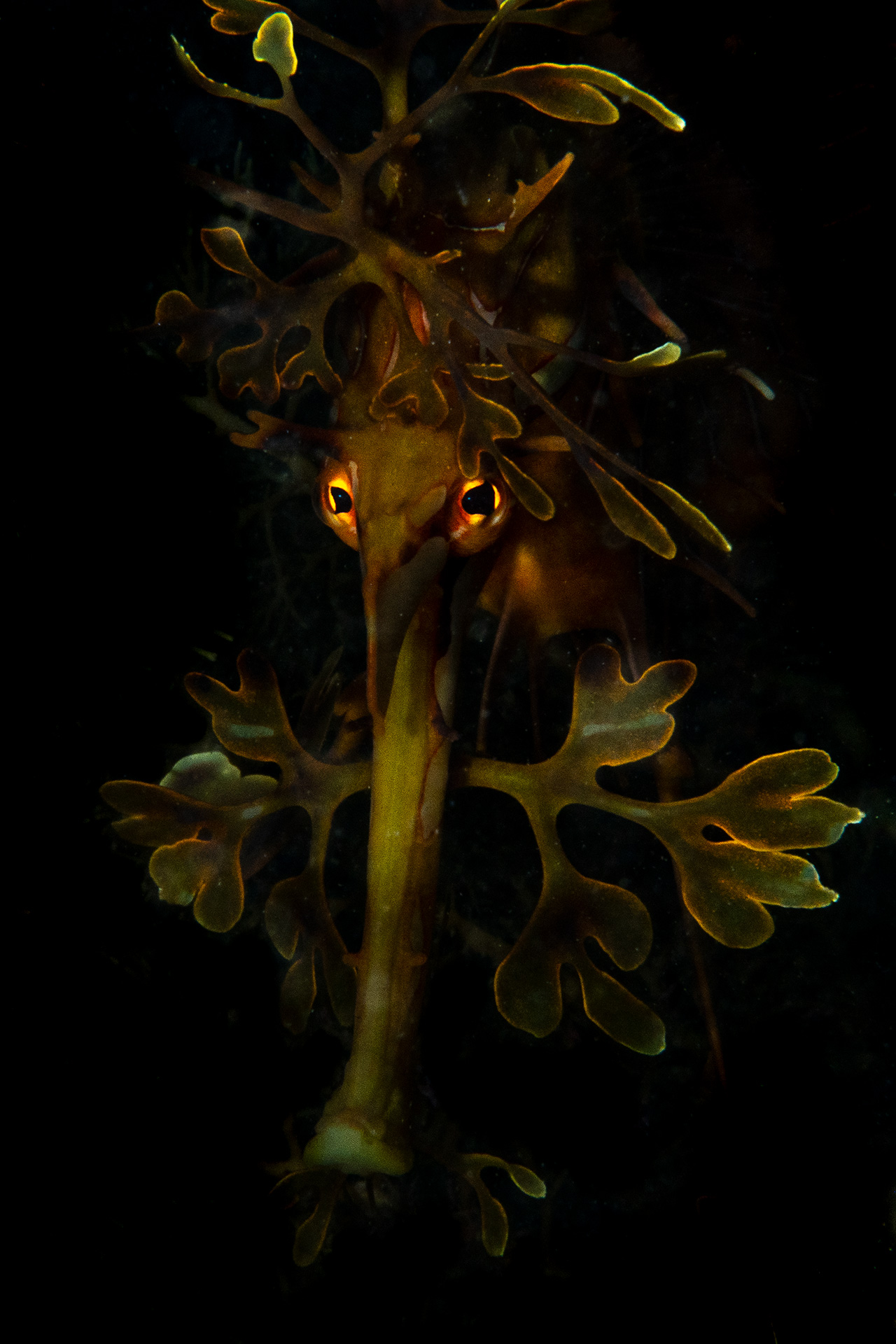 自然就是美,自然就是美歌曲