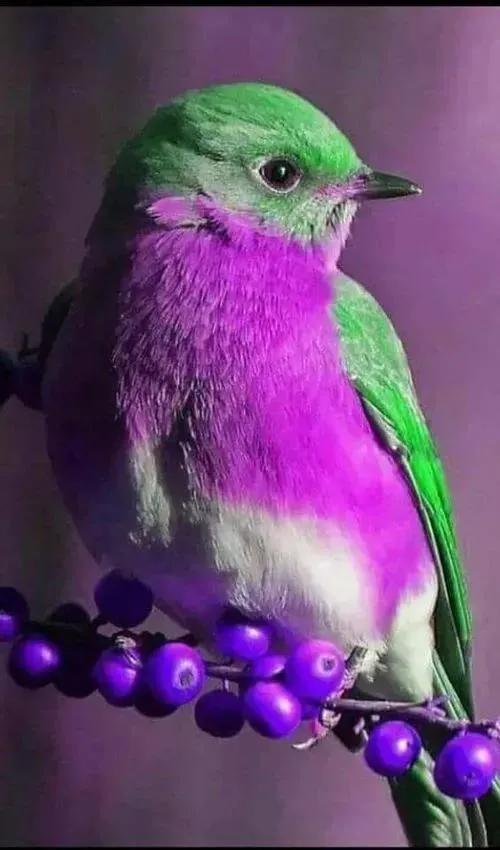 最美罕见的小鸟,全世界最罕见的小鸟