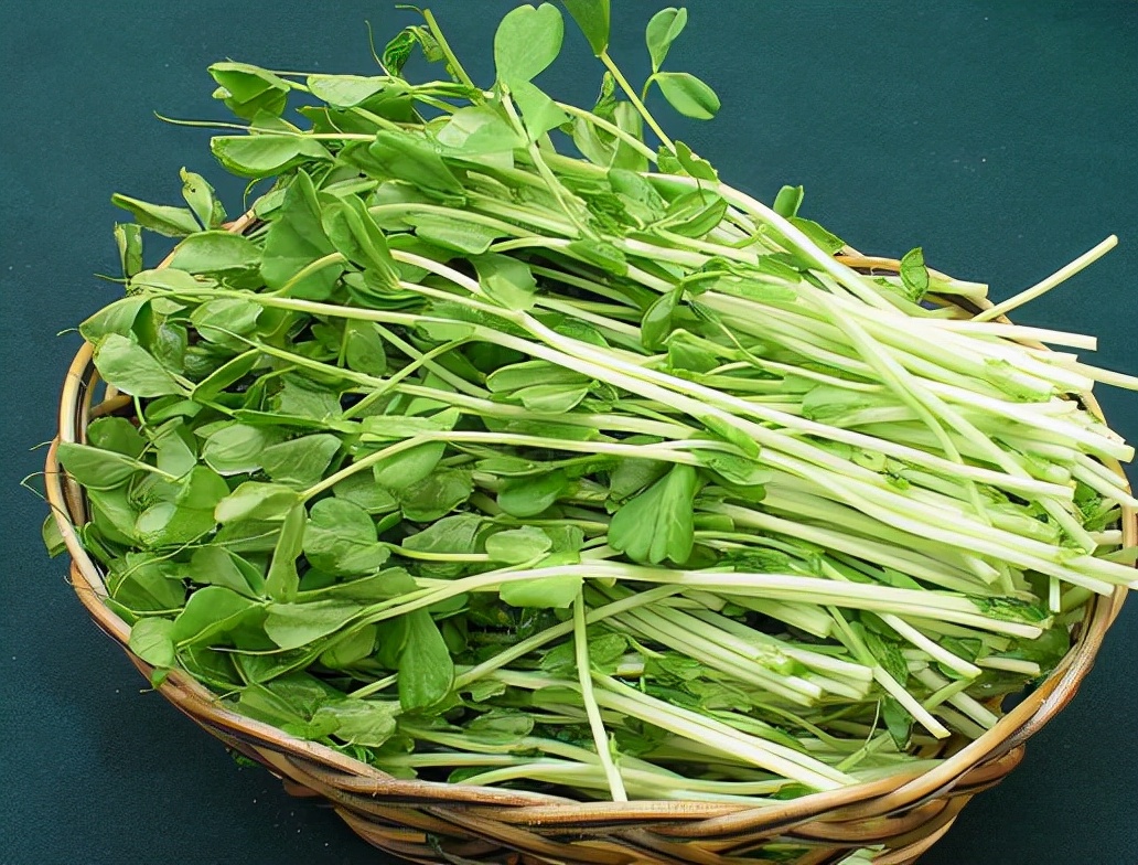 芽苗菜创业成功案例,芽苗菜创业点在哪里