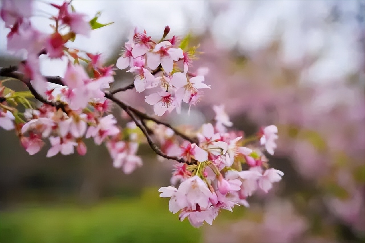 看樱花不知道去哪十大赏樱圣地,全国赏樱地图出炉樱花全面绽放