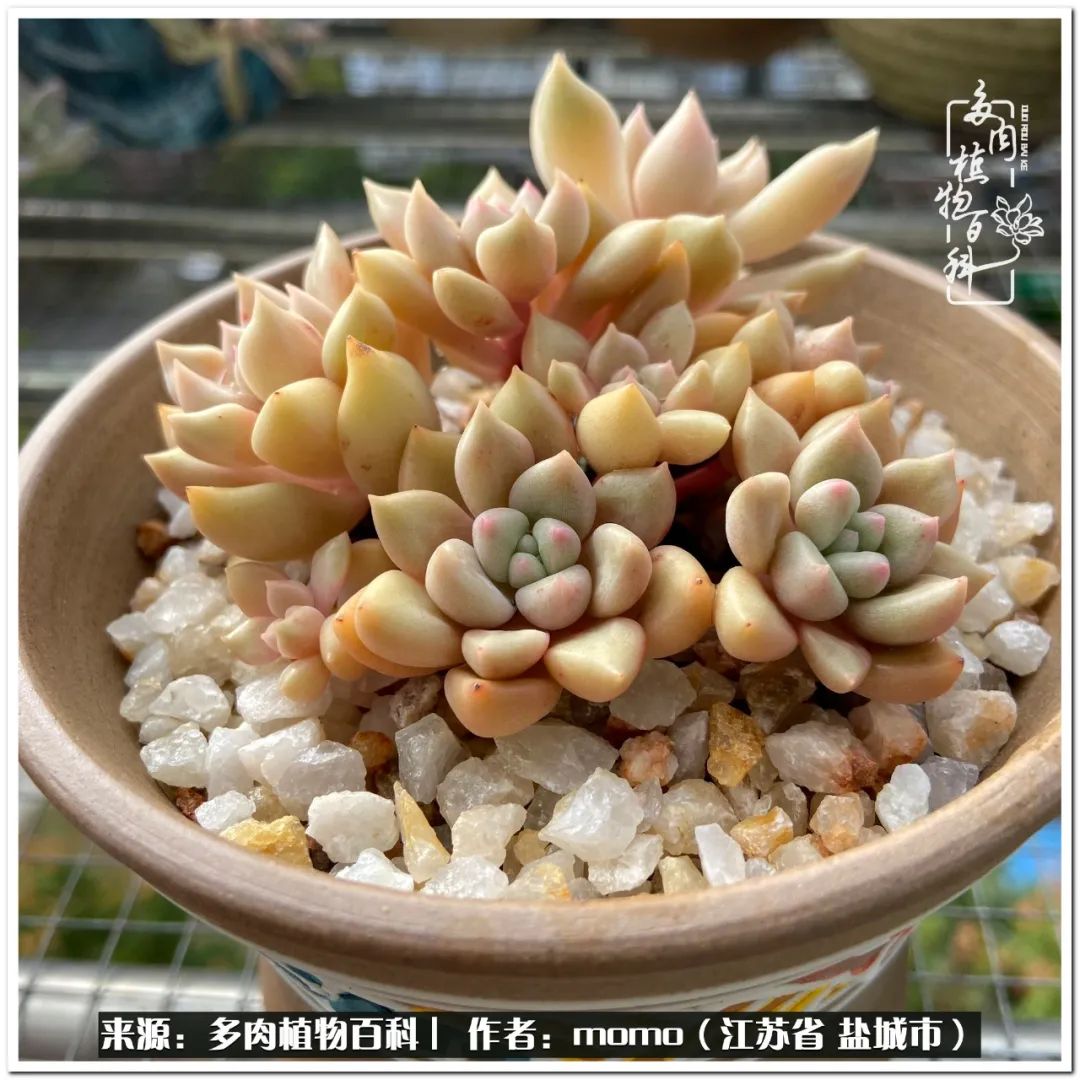 露养一个月的多肉图片,露养多肉春天外面过夜么
