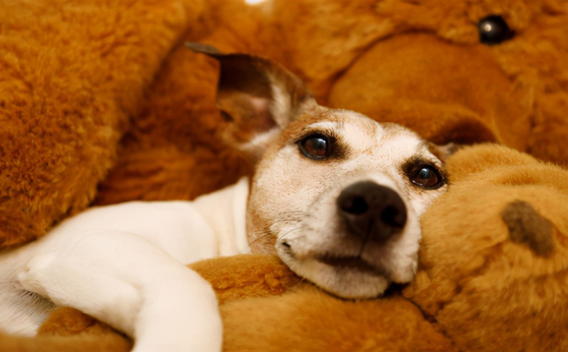 狗狗爱流泪，眼睛泪痕重怎么办？不妨试试这四招