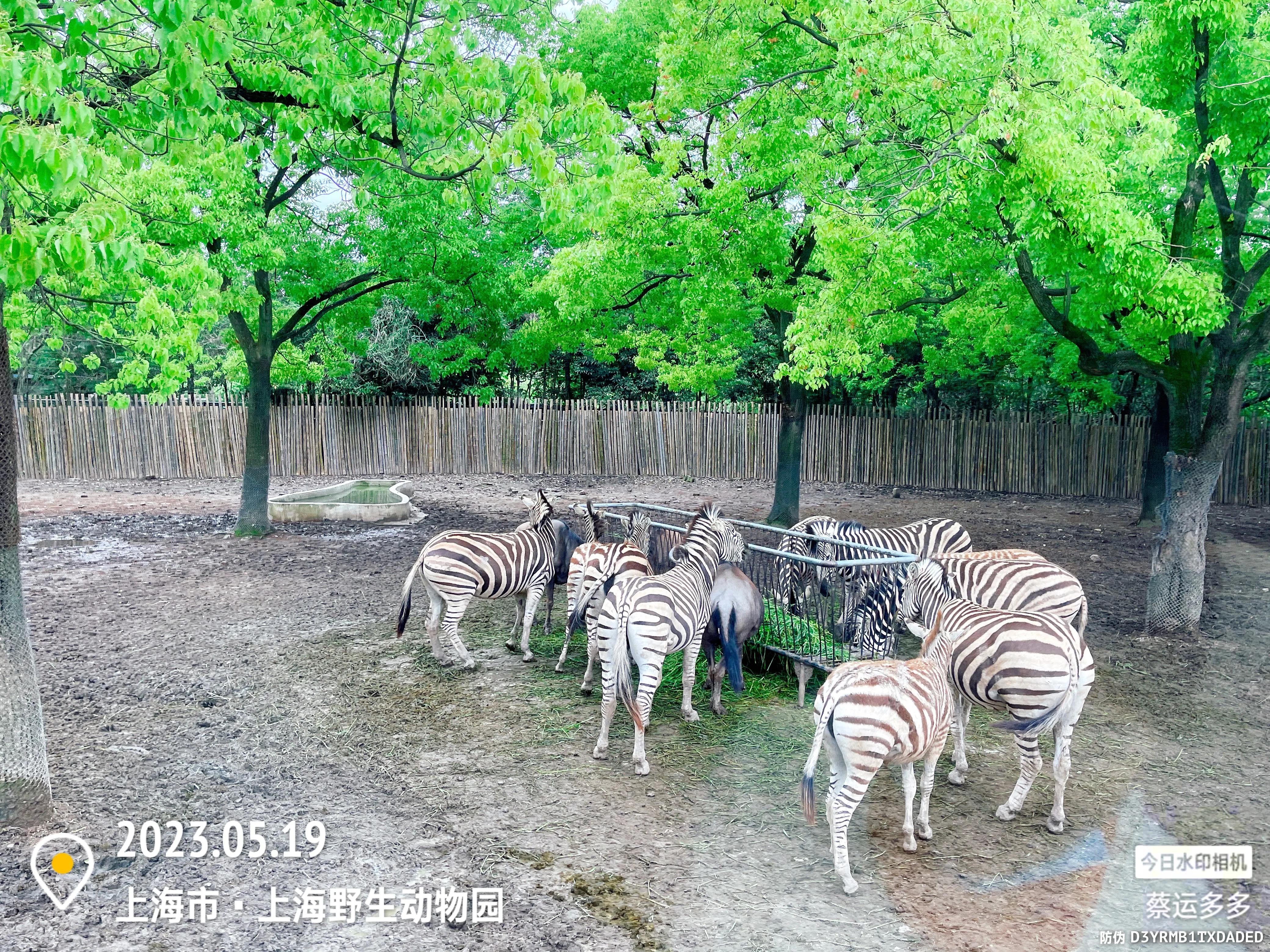 我喜爱的动物是小猫,什么动物招人喜爱