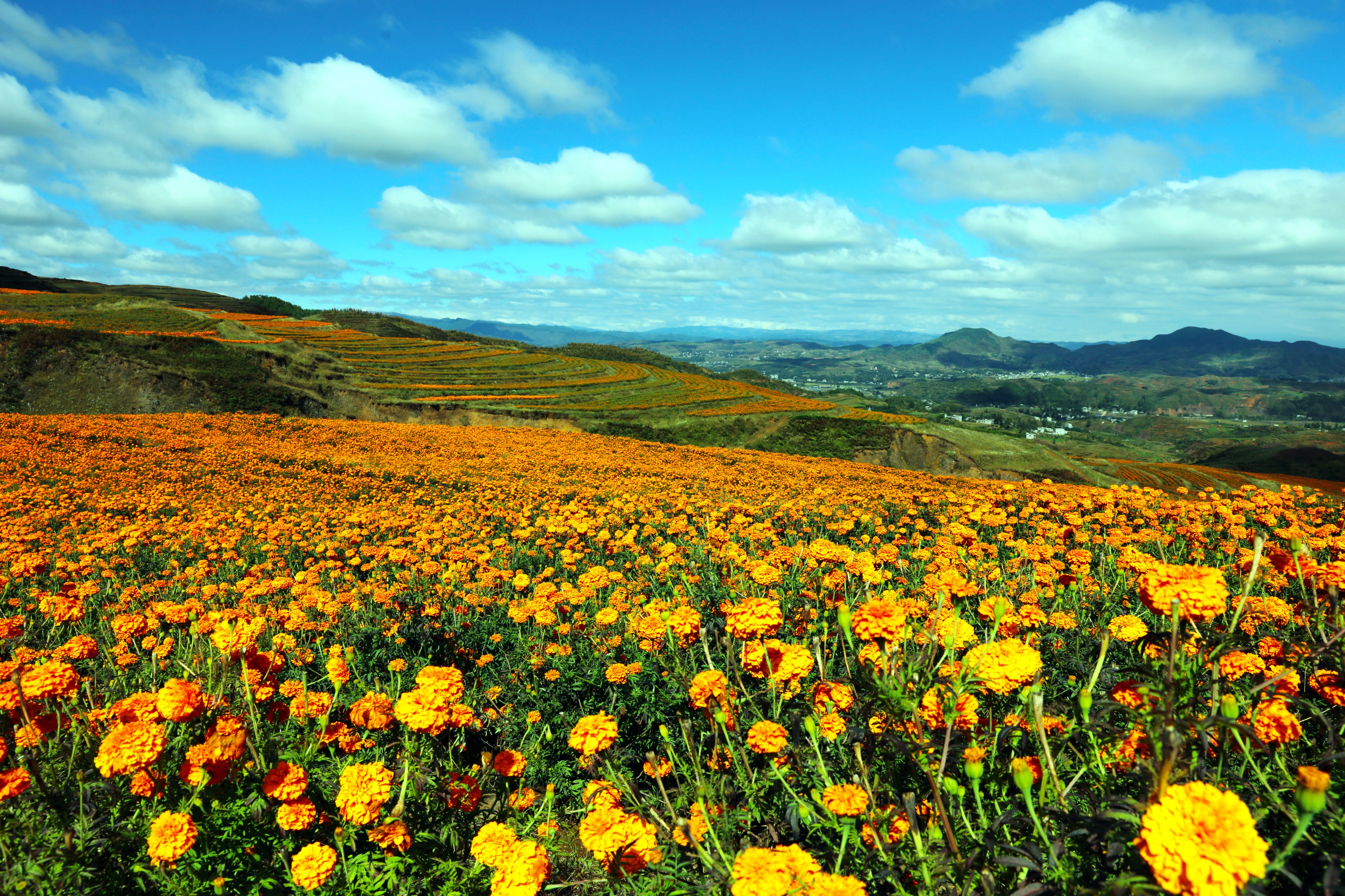 五四青年节致老青年们的图片,祝福五四青年节的图