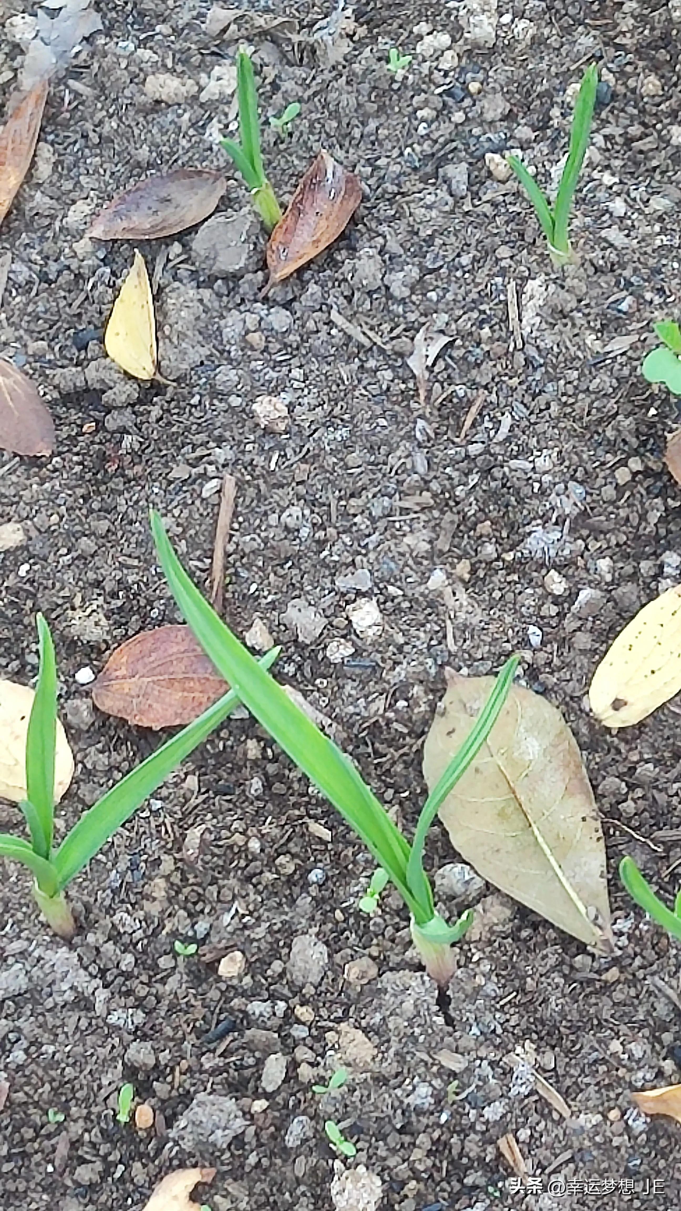 大蒜种植顺口溜大全,种植大蒜用什么肥料