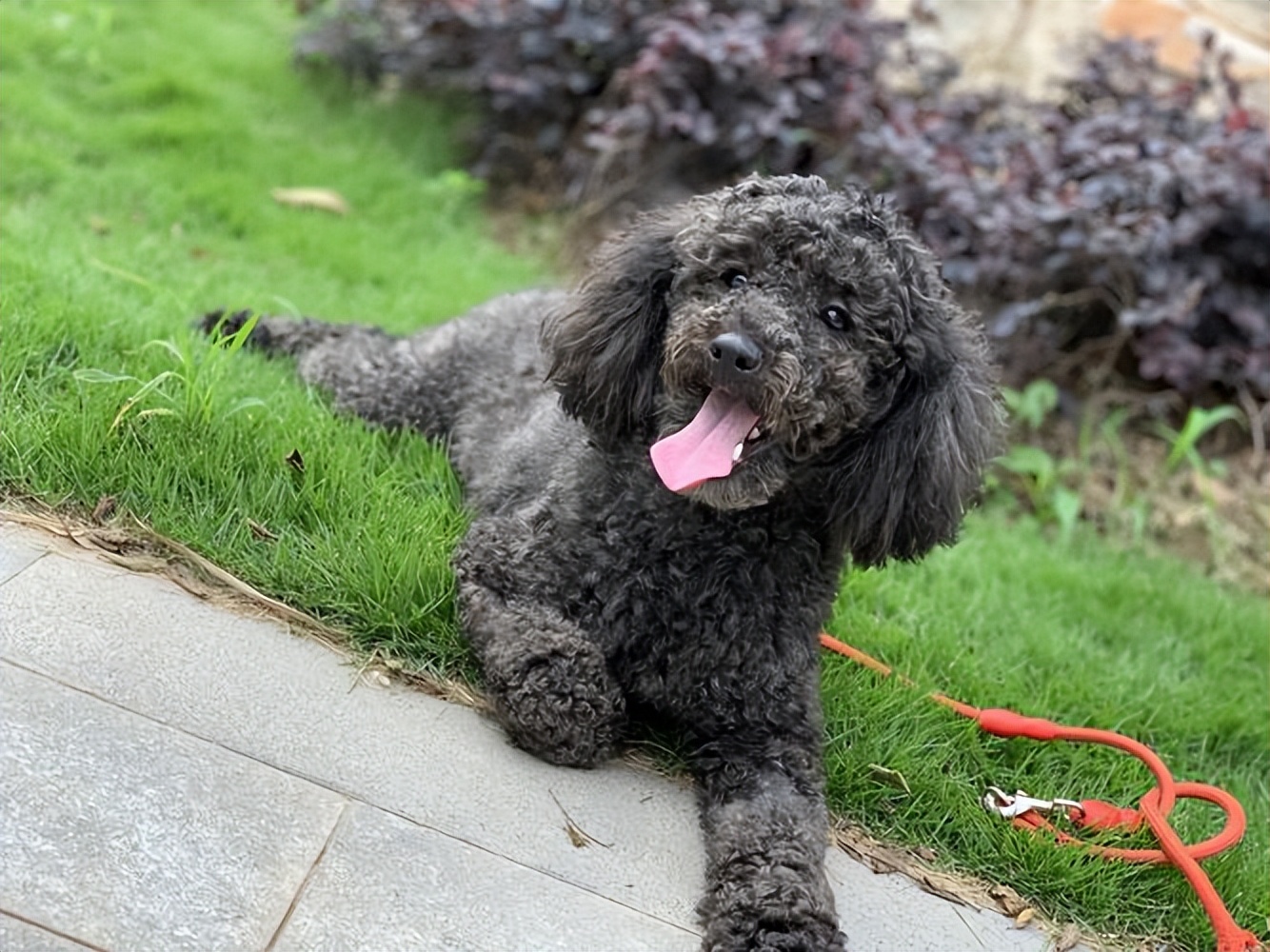 如何通过毛发辨别泰迪的年龄,各种颜色的泰迪性格