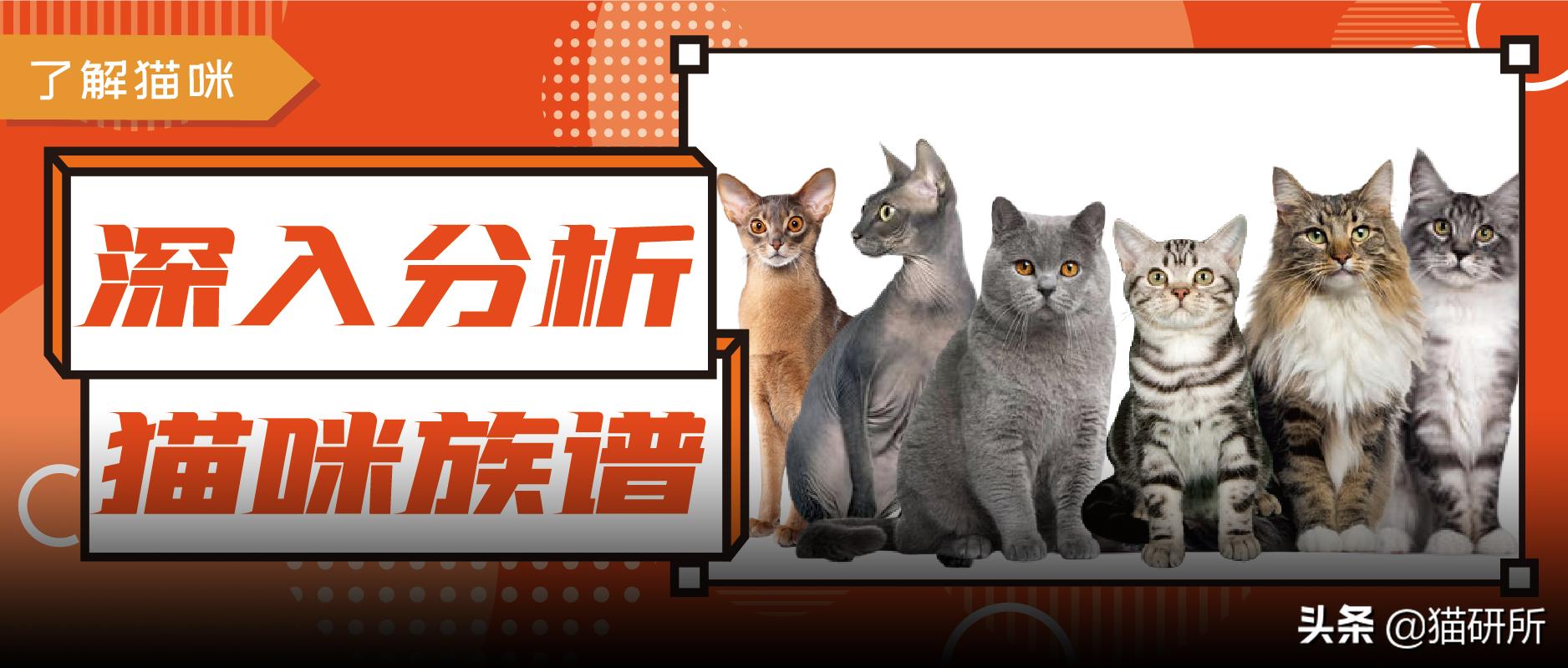 什么猫咪和英短合得来,猫咪长毛英短怎么区分公母