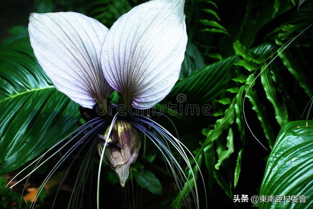 东南亚热带雨林动植物高清图片,东南亚有动物的地方