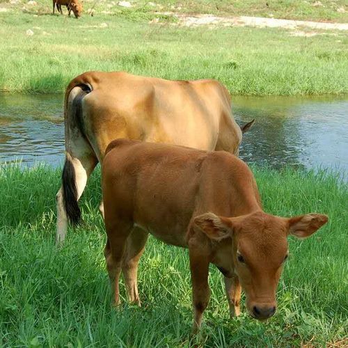 2021年牛年运势大好的5大生肖,2021牛年大吉财源广进万事如意