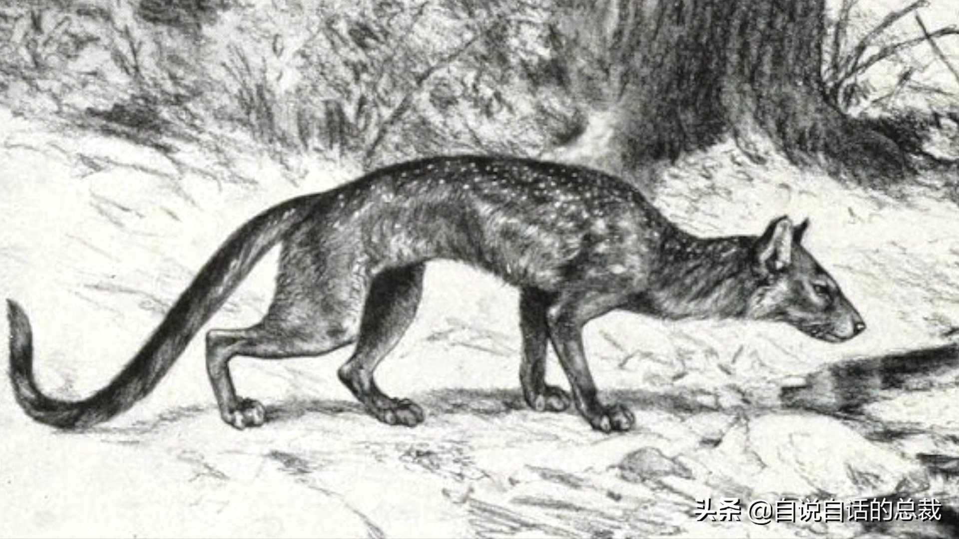 液体猫是真的吗,为什么都说猫咪是液体猫