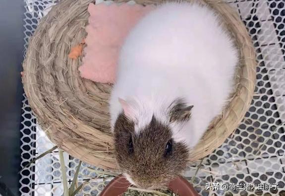 荷兰猪脚趾头肿了怎么办,荷兰猪的前爪肿了是因为什么