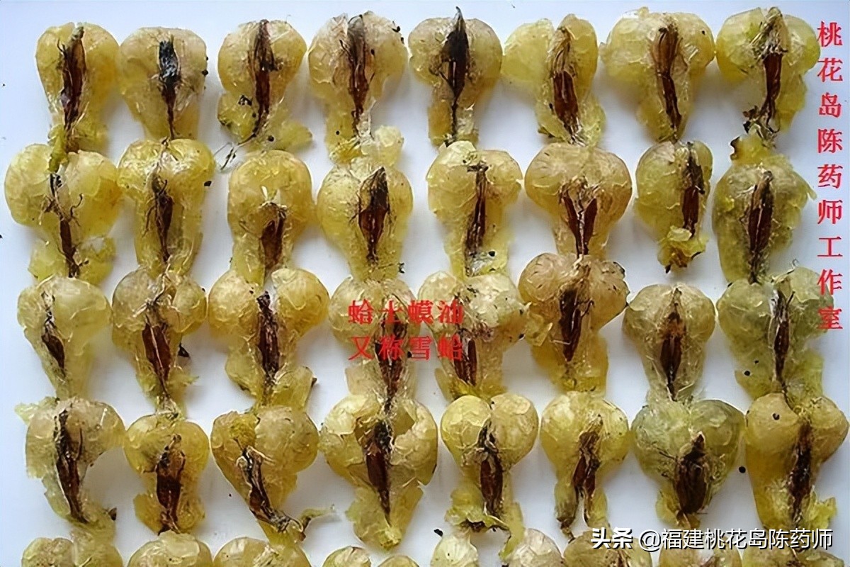 补阴十味中药,补阴第一的中药