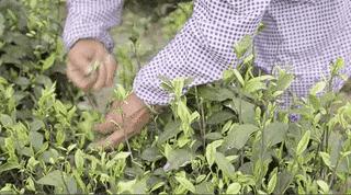 吉礼铁观音,安吉白茶评分最高销量最好