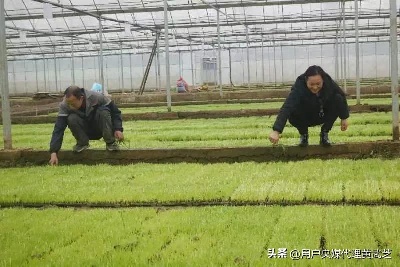 贺嘉伟接好“班”种好“田”