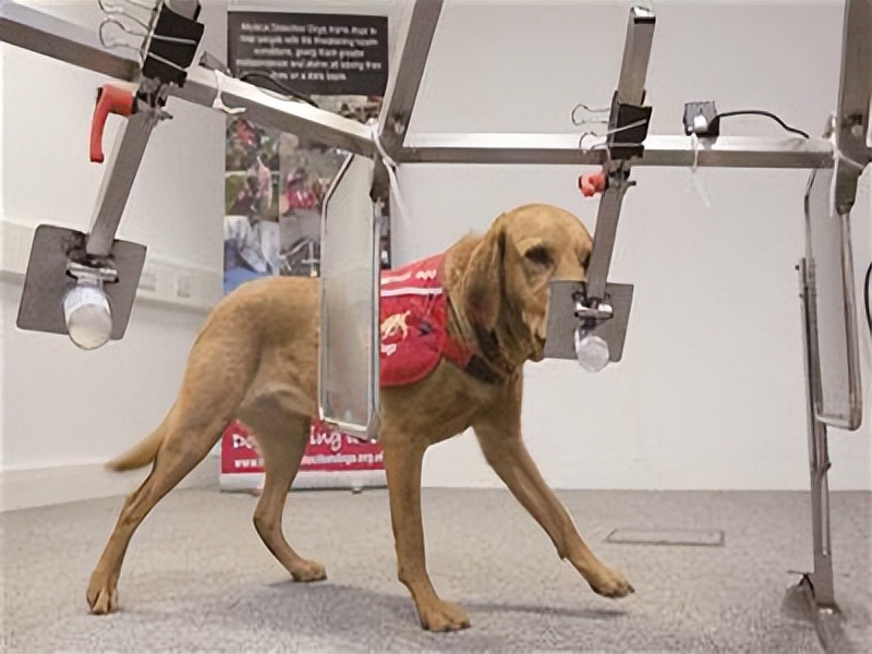 嗅探犬检测癌症始于哪一年,嗅探犬探索癌症