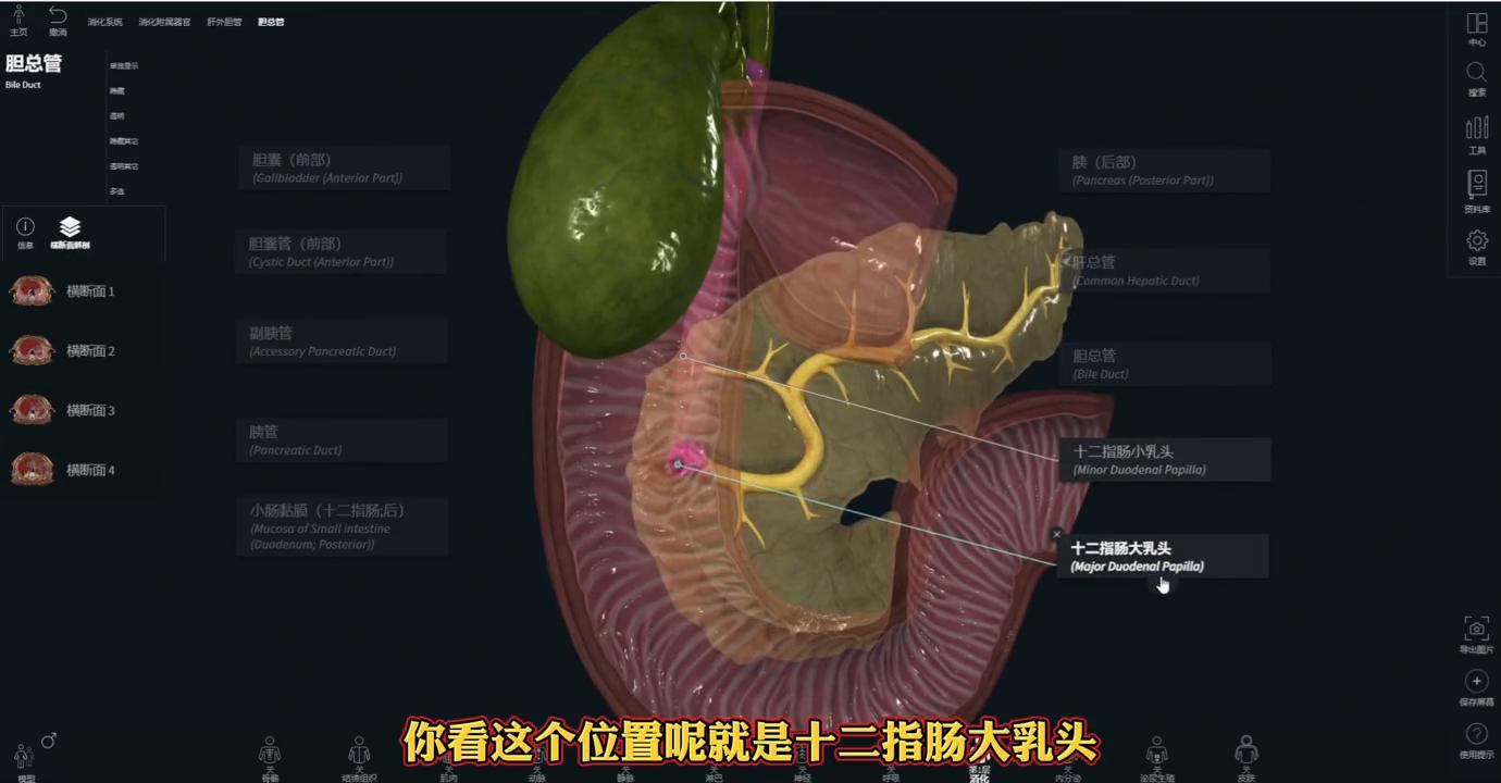 解剖基础：胆管和胰管解剖分享，实用干货！#解剖