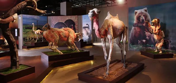 苏州旅游团七日游,苏州旅游团1日游