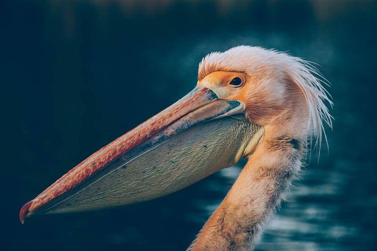 巨兜捞食的“大嘴怪”——鹈鹕