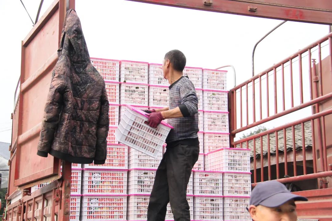 果香飘满“民心路”——四川省蒲江县人大督办代表建议推动打通物流大通道侧记