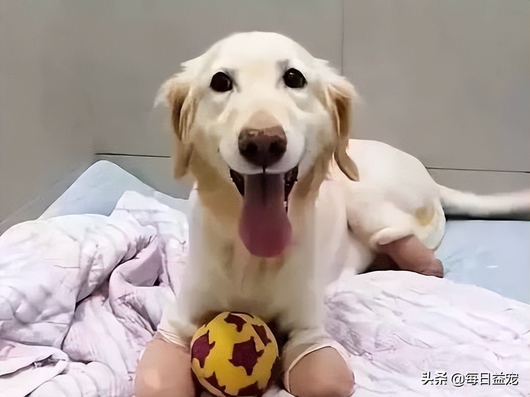 狗狗误食异物中毒怎么办,狗狗误食有毒食物死亡