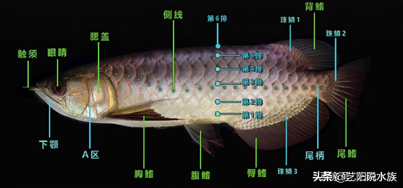 好品质金龙鱼价格,金龙鱼油哪种品质最好