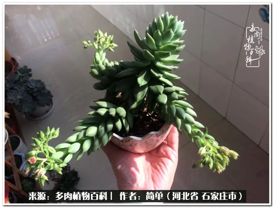 自从养了多肉以后视频,养多肉治愈生活中的疲惫和琐碎