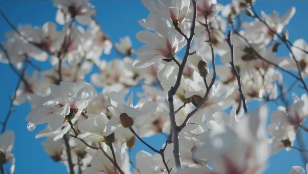 春天来了，“痴花”的您，来彩云之南做个“花吃”吧