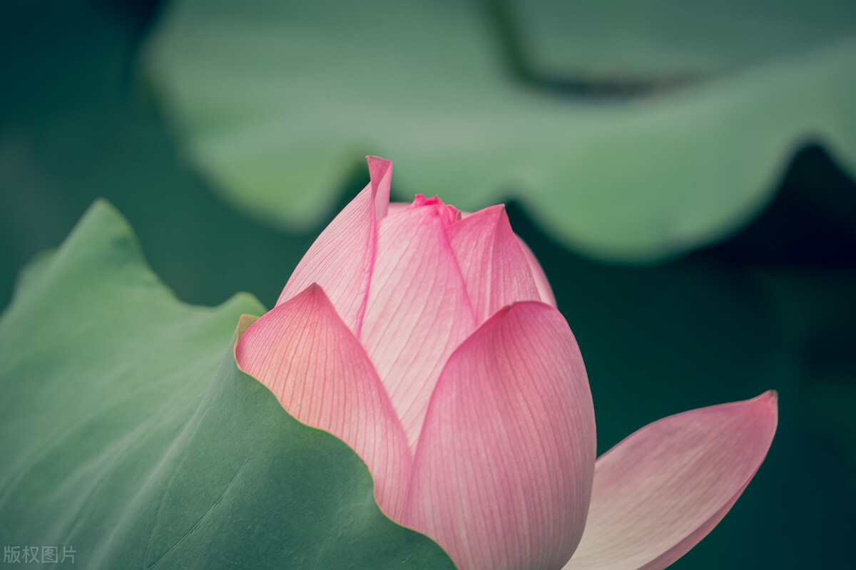 父母逼着自己信佛怎么办,信佛父母强烈反对