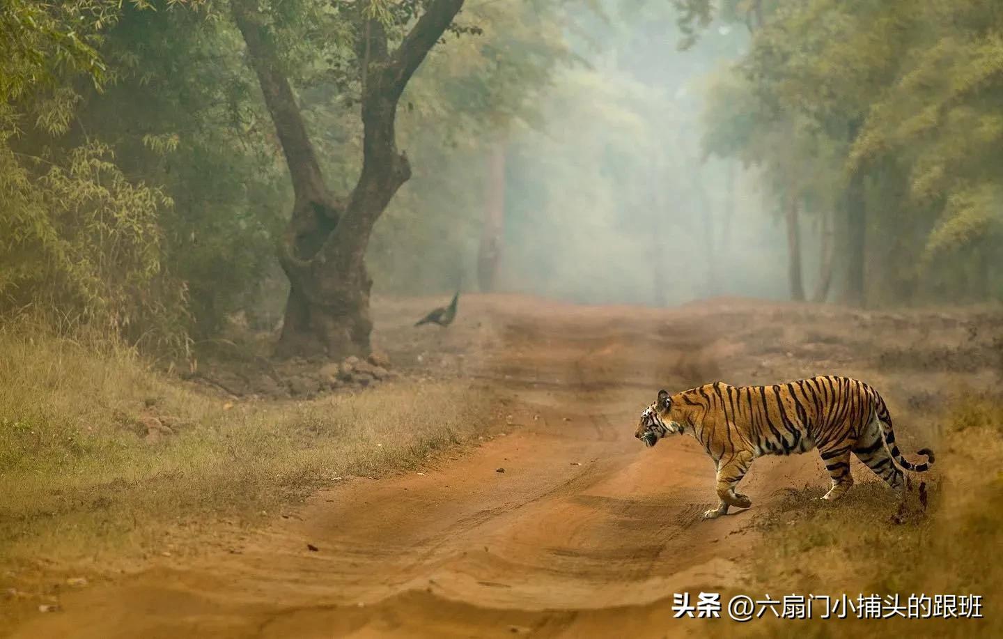 懂懂日记公众号,懂懂日记全集解说