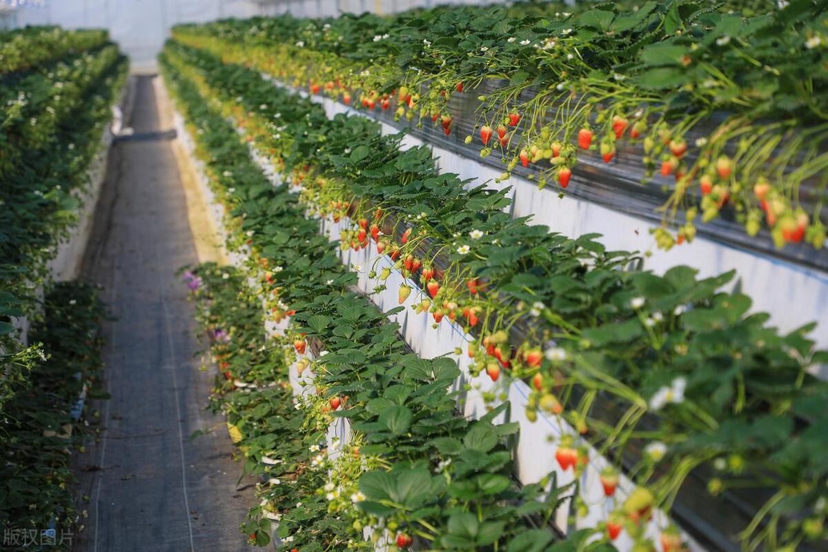 彬州市太峪镇：“小草莓”走出致富“新路子”