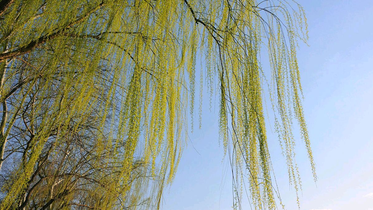 白居易咏柳诗和配图,赏析白居易咏柳的诗句