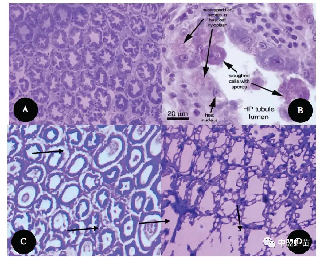 水产养殖中对虾的病害有哪些图片,养虾人必读对虾虾病判断的小技巧