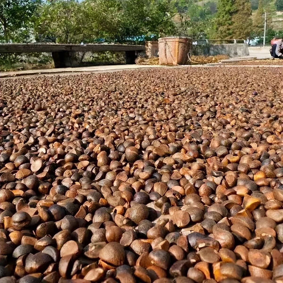 一亩地的茶树一年能收入多少钱,种一亩茶树一年的收入多少钱