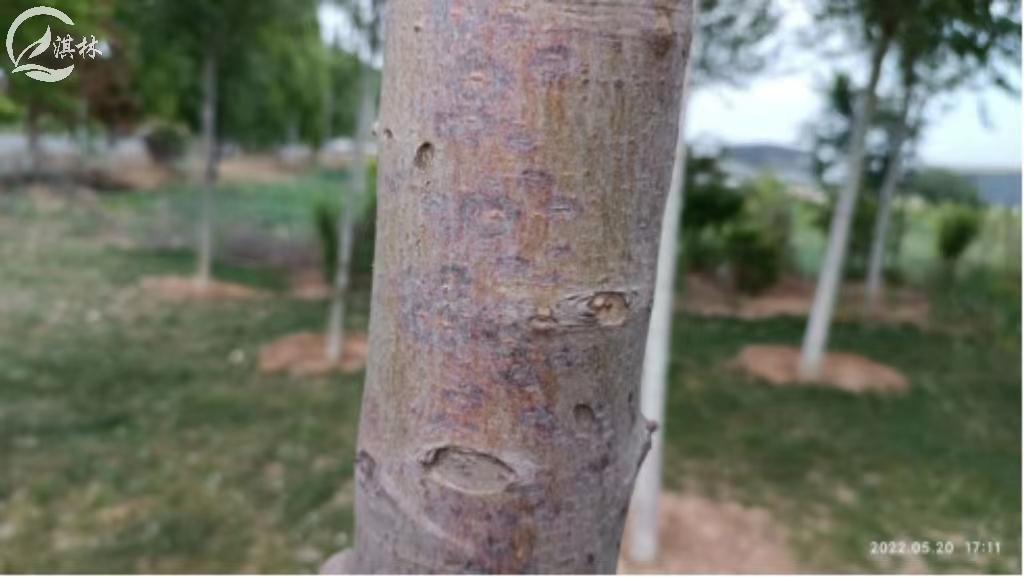 海棠常发的四种病害,都在这了!