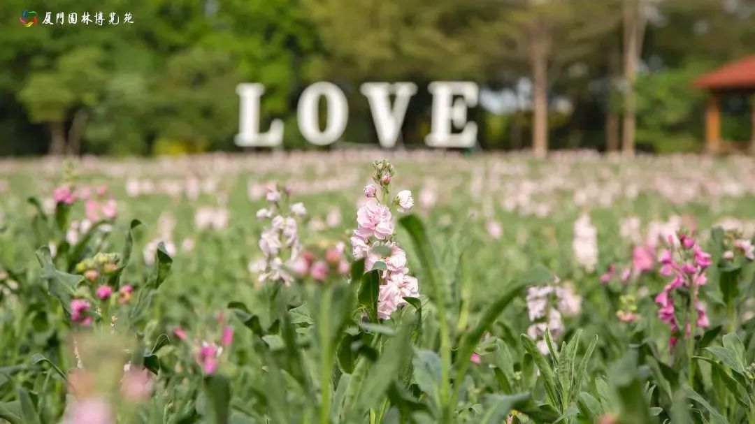厦门十大最美花海,盘点厦门最美花海的地方