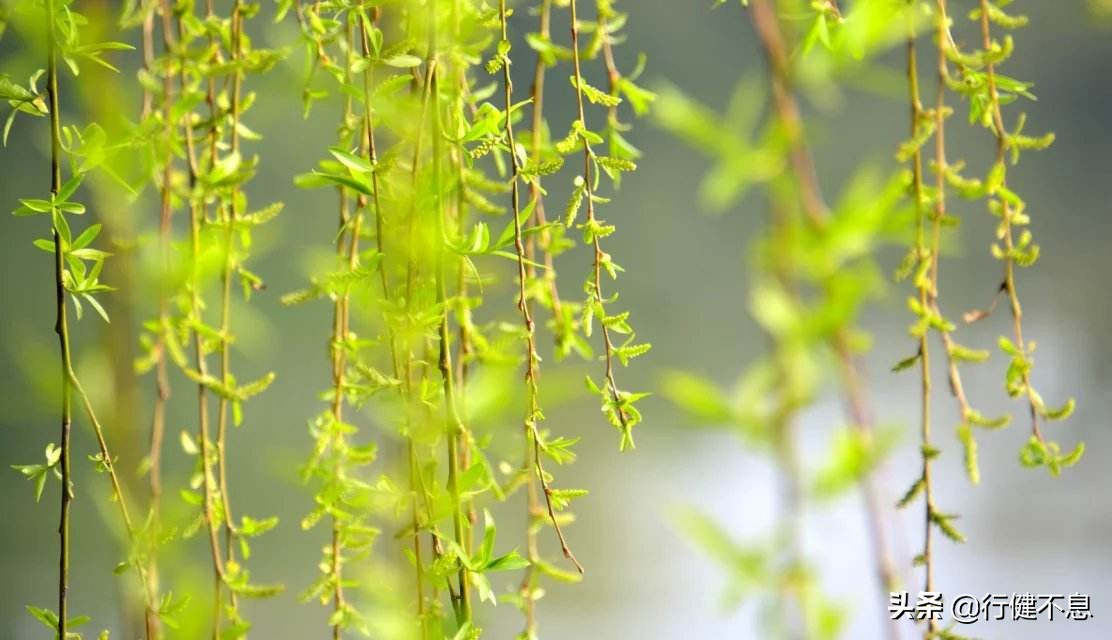 经典咏柳宋词,关于咏柳著名诗句及其赏析