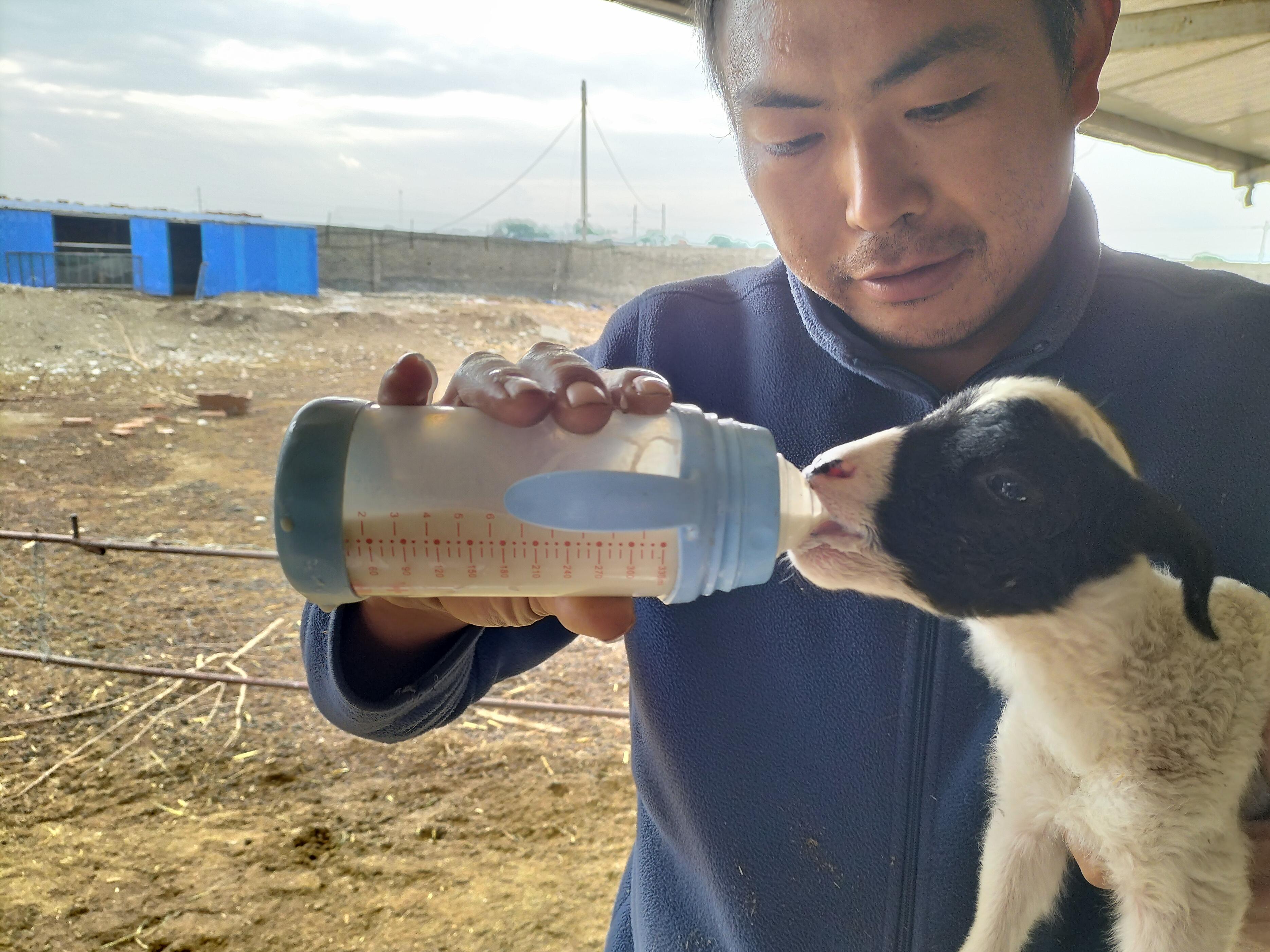小羊羔一次喂多少毫升奶粉,初生小羊羔一天喂多少克奶粉
