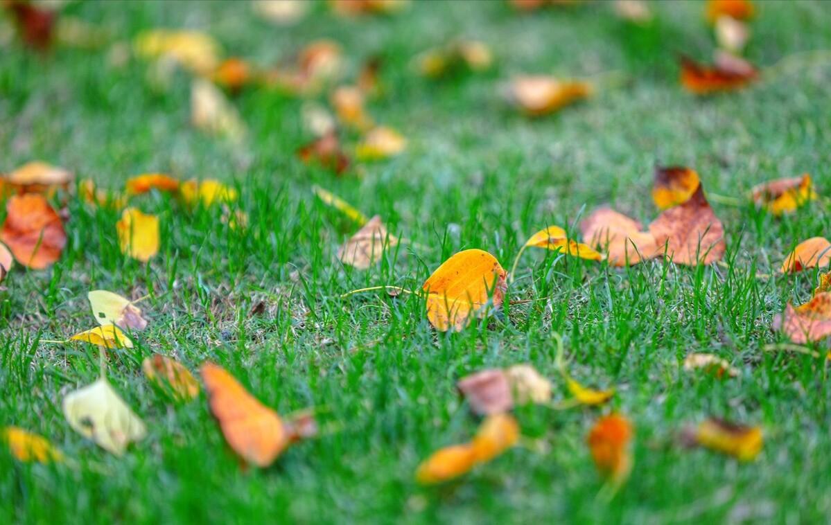 青山隐隐水迢迢秋尽江南草未凋,青山隐隐水迢迢杨再春书法欣赏