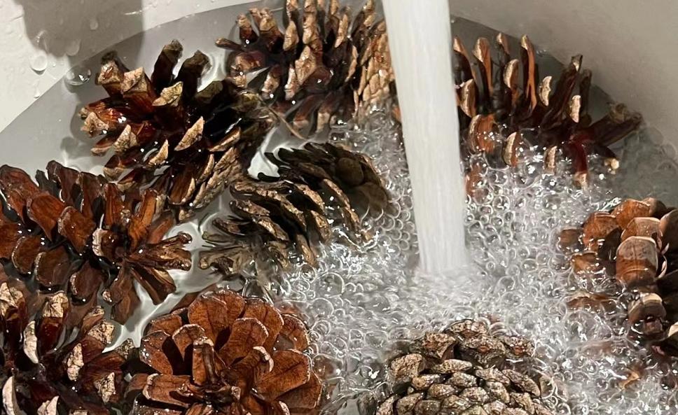 松果的生长过程小视频,松果成长过程