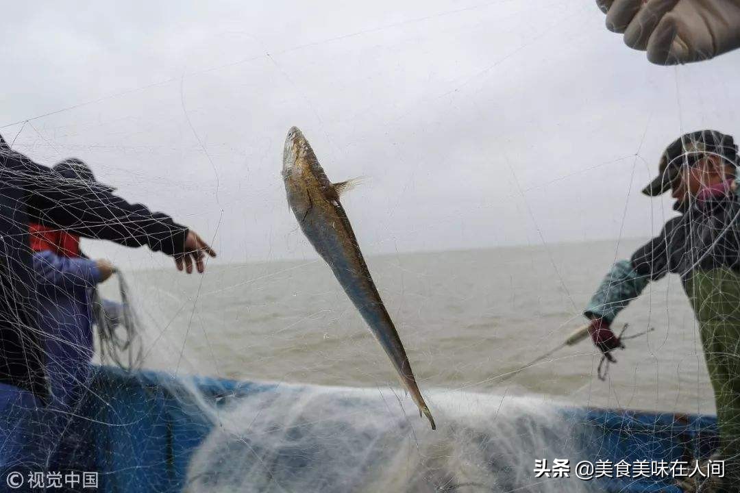 天价刀鱼,天价刀鱼怎么做