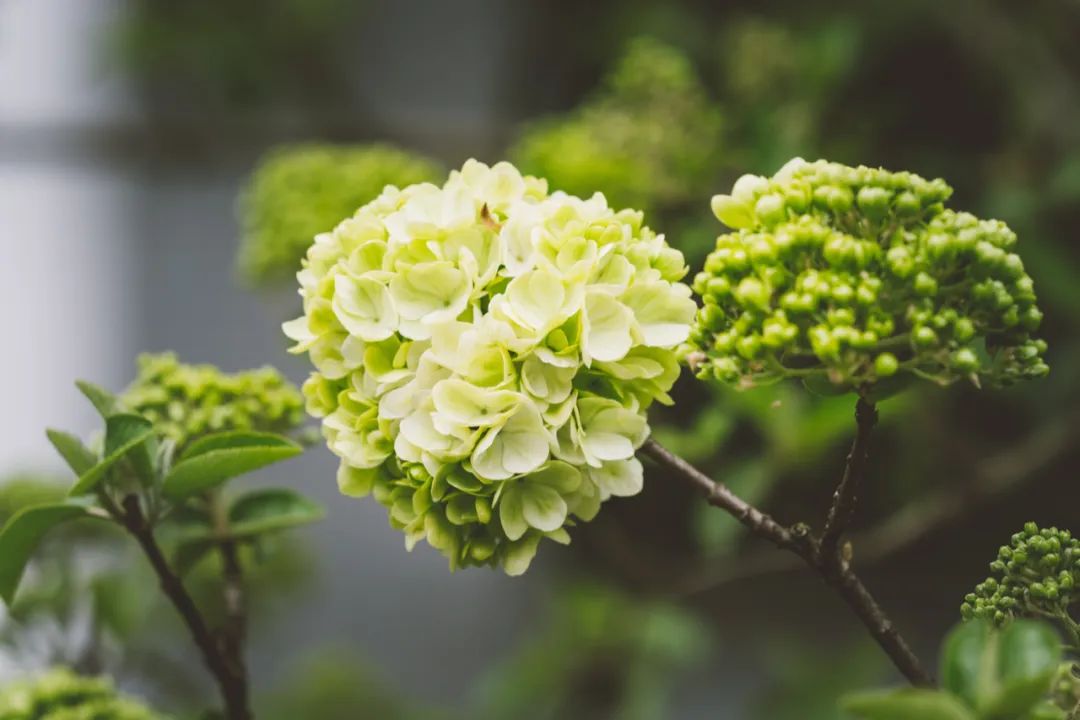 听我的，四月的杭州才是浪漫天花板。