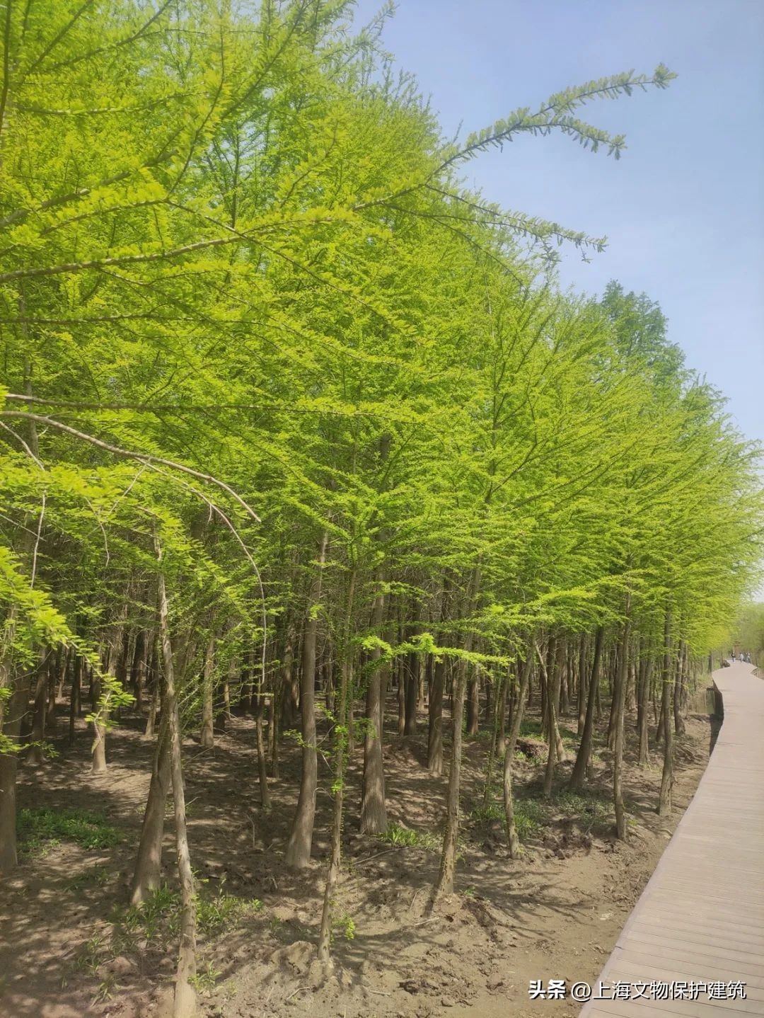 寻岛记,崇明岛的成长史