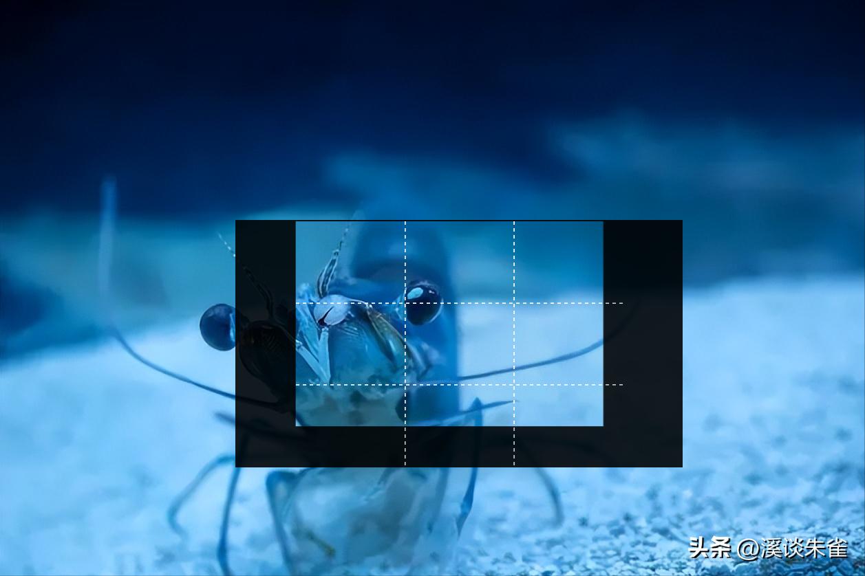 白斑病毒对对虾的影响,白对虾白斑病毒