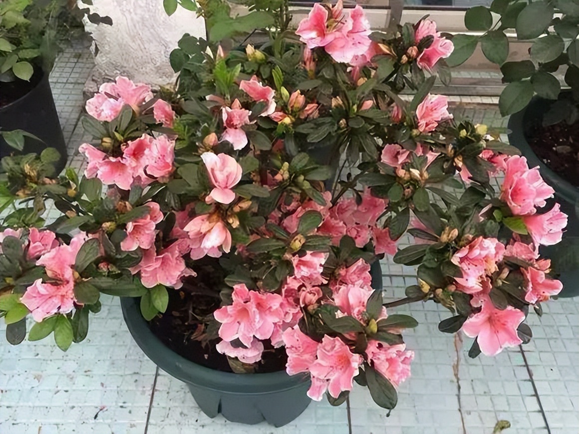 杜鹃花掉绿叶怎么办,杜鹃花只长绿叶不开花是为什么