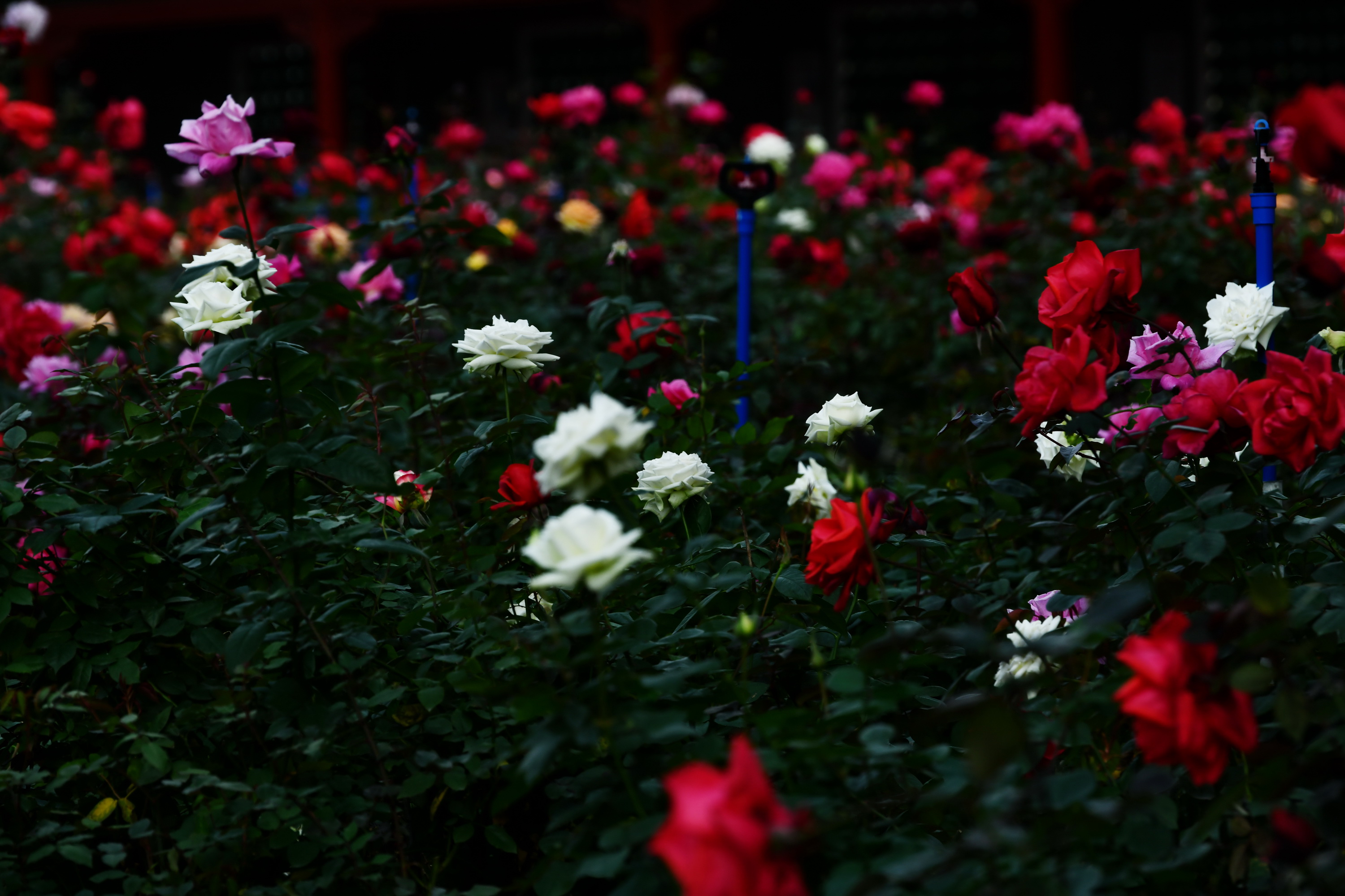 广州市番禺区宝墨园攻略,广州宝墨园景观