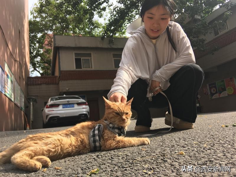 在办公室养猫是什么感觉,办公室养猫真实感受