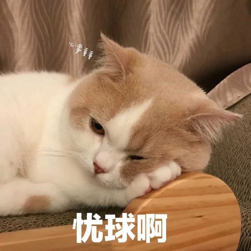 猫咪外出回来总是小心翼翼的,猫咪出走三个月后回来大变样