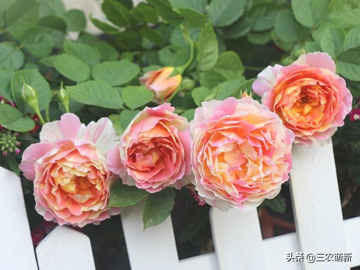 带你认识十种月季,介绍各种月季花的特点