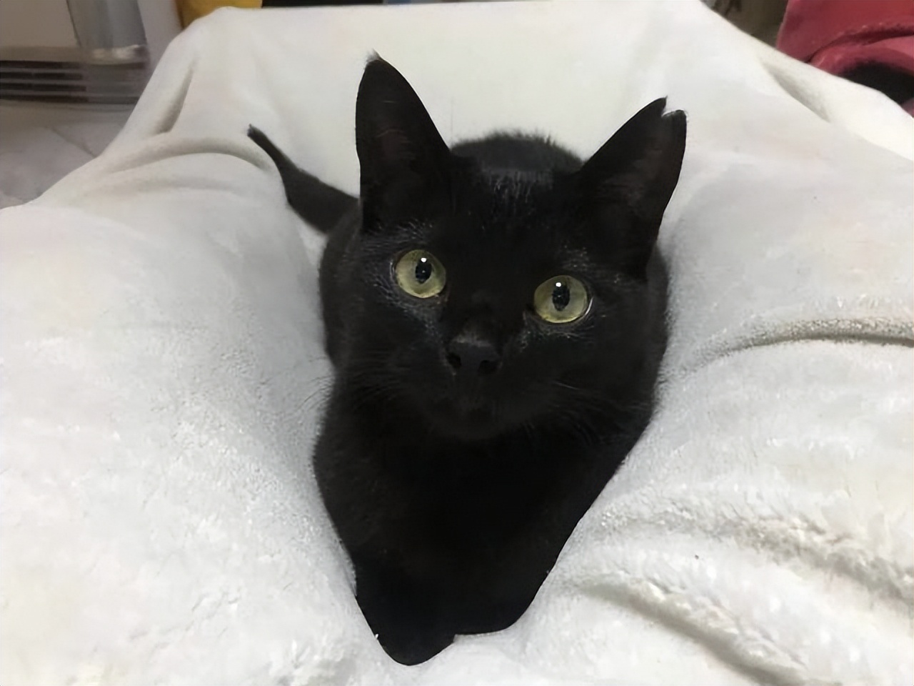 养猫新手想养黑猫要注意什么,养猫比较推荐养黑猫