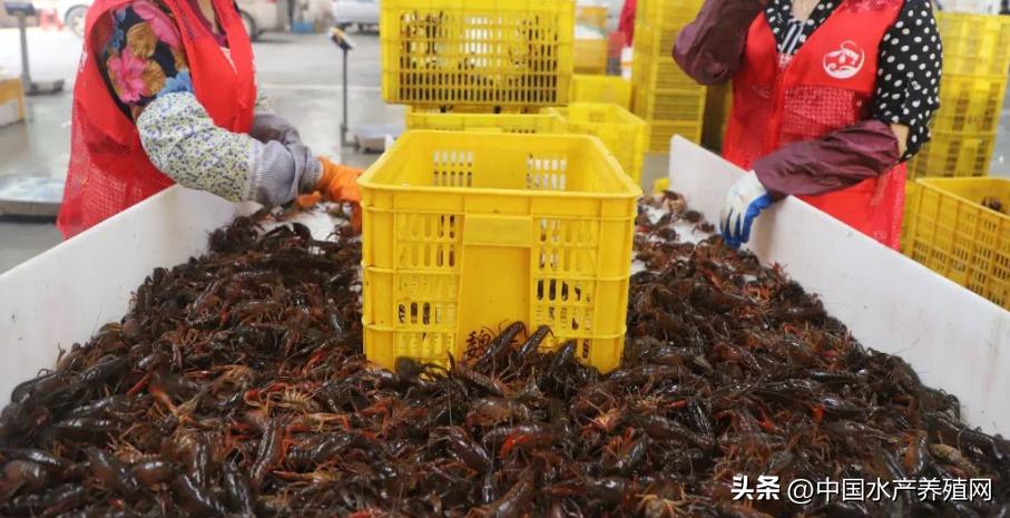 今日小龙虾价格库虾,小龙虾今日价格全国哪里最便宜